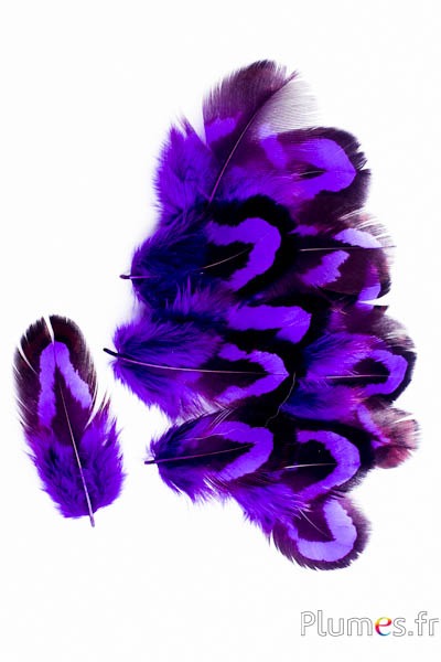 Faisan vénéré - 2-4 cm - violet